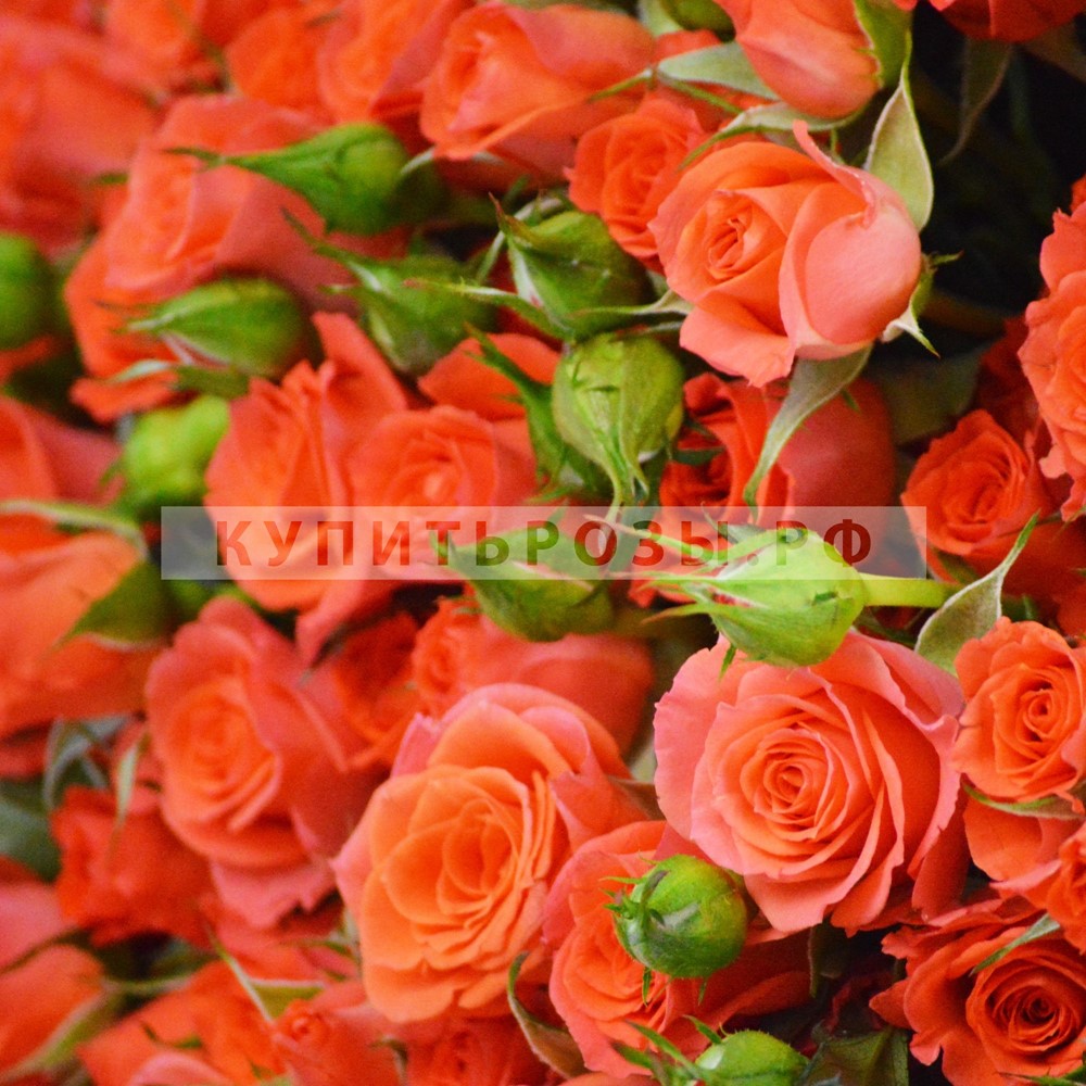 Букет роз Оранжевое настроение